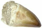 Fossil Mosasaur (Thalassotitan) Tooth - Morocco #364172-1